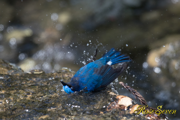 オオルリ 水浴び