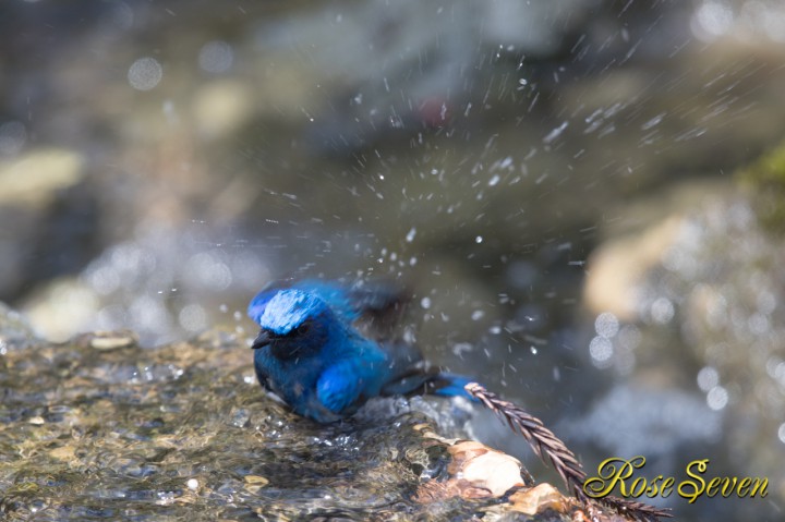 オオルリ 水浴び