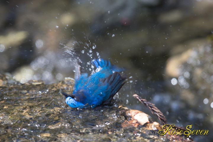 オオルリ 水浴び 