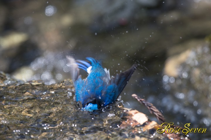 オオルリ 水浴び 