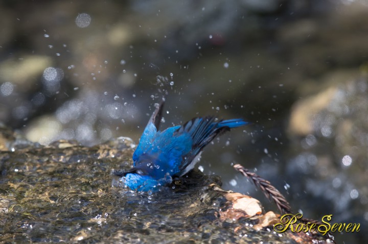 オオルリ 水浴び 