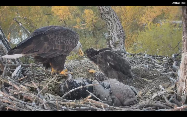 Bald eagle