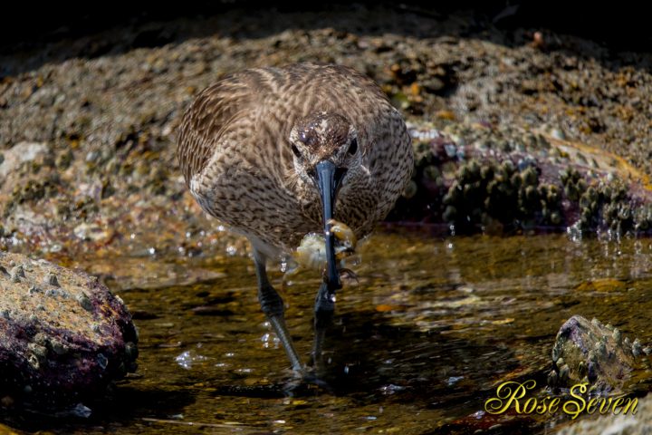 チュウシャクシギ　Whimbrel