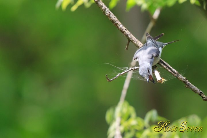 サンショウクイ　巣材集め　　1D X Mark II＋EF600 F4L IS II USM+EXTENDER EF1.4×III　ISO-500 F5.6 SS 1/800