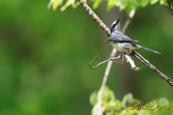 サンショウクイ　巣材集め　　1D X Mark II＋EF600 F4L IS II USM+EXTENDER EF1.4×III　ISO-500 F5.6 SS 1/800