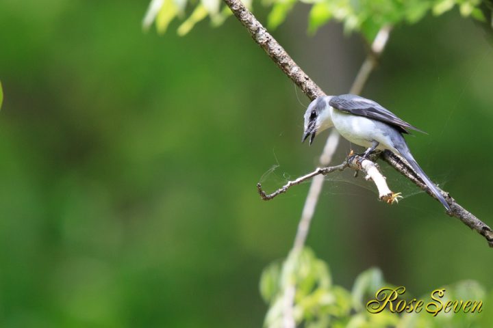 サンショウクイ　巣材集め