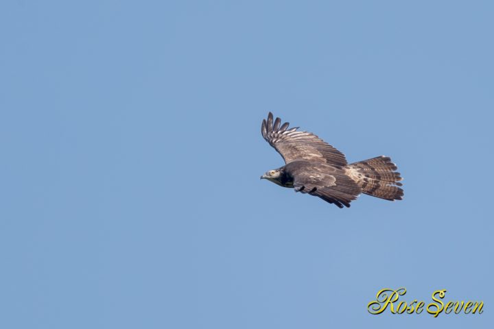 ハチクマ　Canon Eos-1D X Mark II EF600 F4L IS II USM+EXTENDER EF1.4×III M-Mode ISO-400 F 5.6 SS 1/2000s