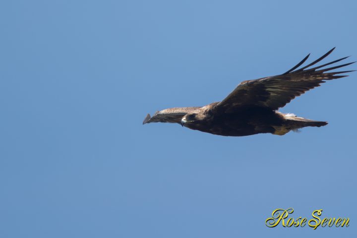 イヌワシ　Golden eagle　M-Mode ISO-400 F5.6 SS 1/1250