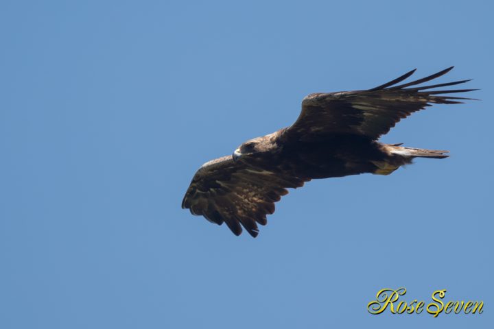 イヌワシ　Golden eagle　M-Mode ISO-400 F5.6 SS 1/1250