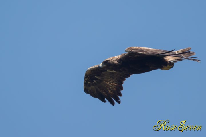 イヌワシ　Golden eagle　M-Mode ISO-400 F5.6 SS 1/1250