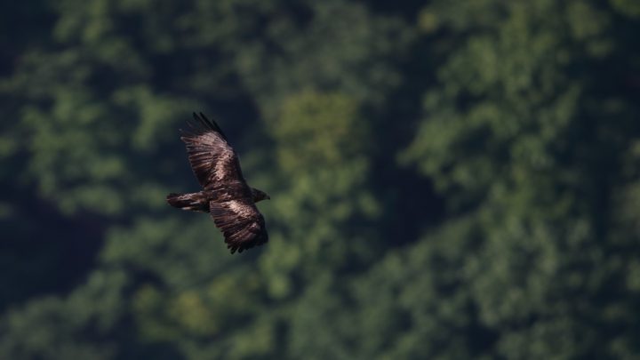 イヌワシ　C-PLテスト　※ISO-800 F5.6 SS 1/1000