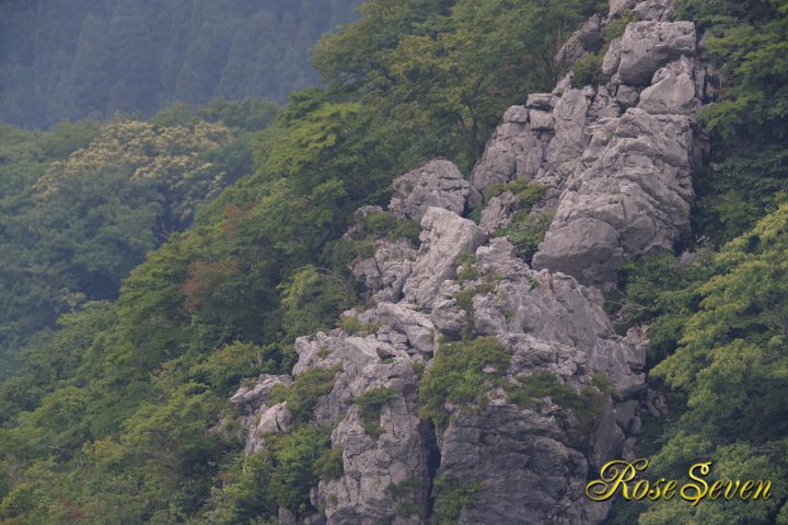 小熊を見るイヌワシ　対岸