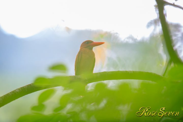 アカショウビン