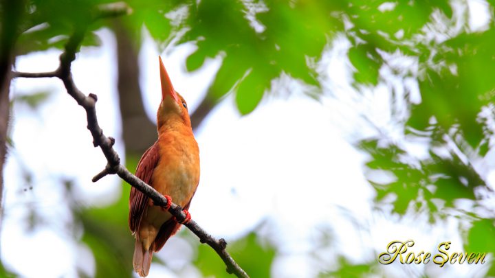 アカショウビン RuddyKingfisher