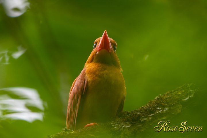 両目　アカショウビン　（トリミング有り）