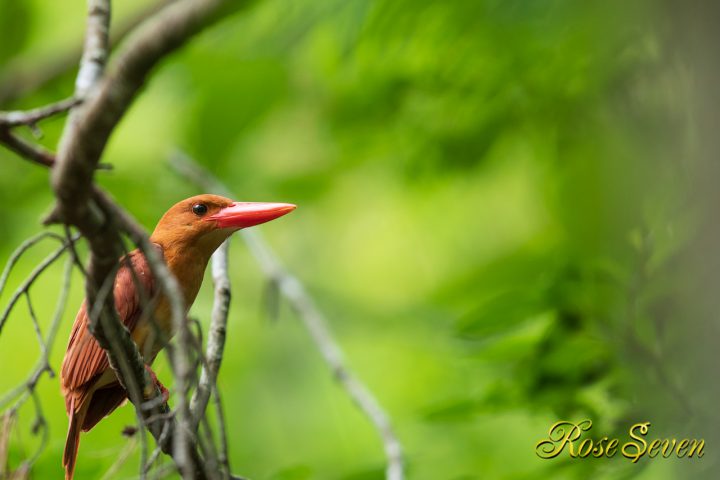 近くに留まってくれたアカショウビン RuddyKingfisher