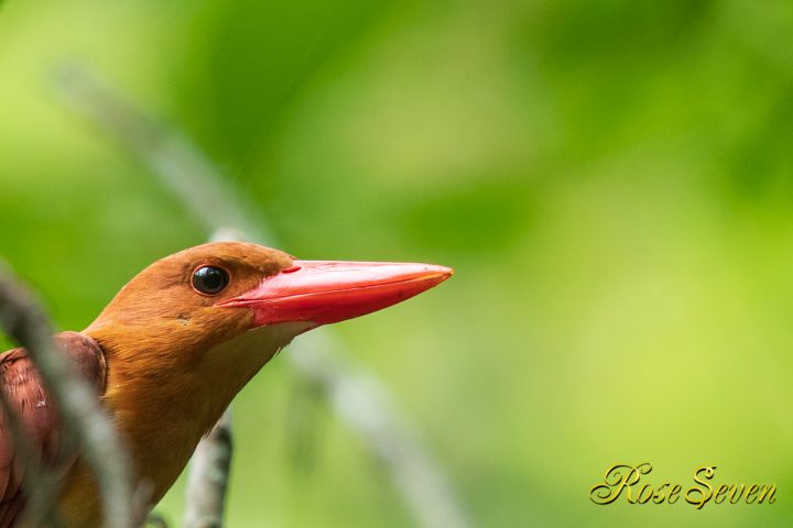 こちらを見てます  アカショウビン RuddyKingfisher