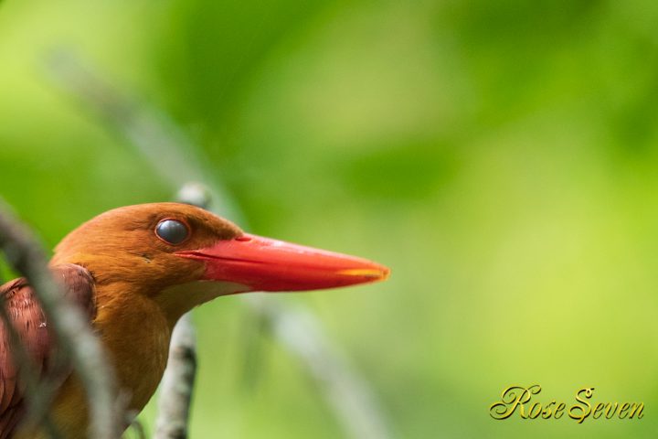 暫くすると　瞬膜　　アカショウビン RuddyKingfisher