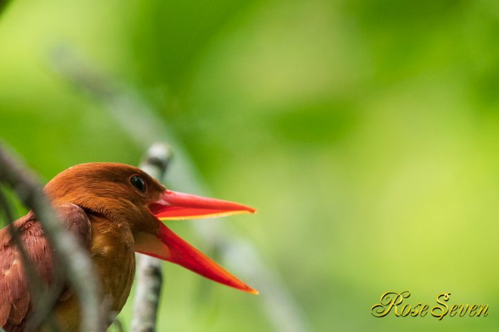 次はあくび　警戒心は解いたようです　　アカショウビン RuddyKingfisher