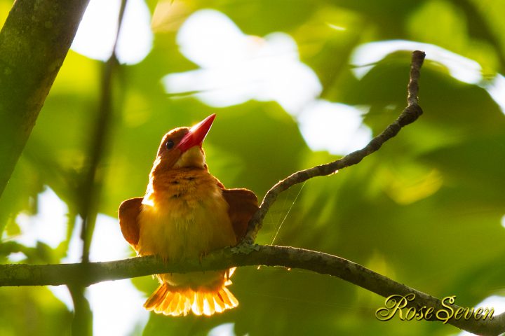 アカショウビン RuddyKingfisher