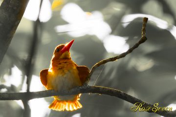 アカショウビン RuddyKingfisher 加工画像