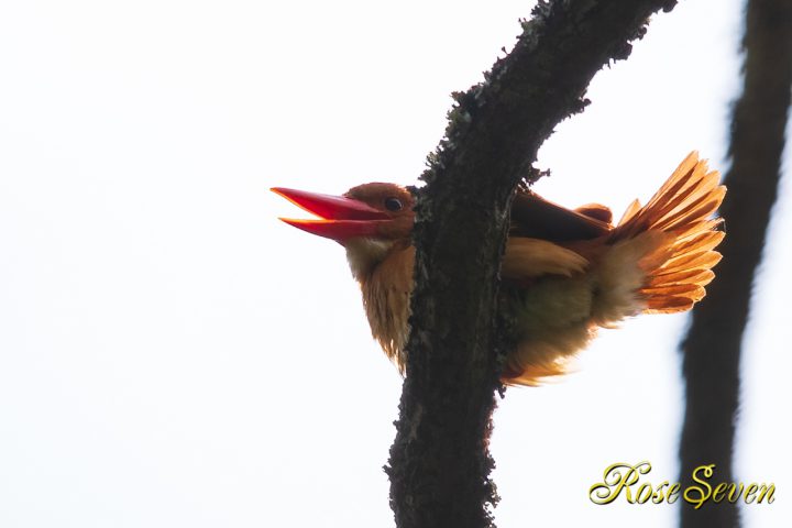 アカショウビン RuddyKingfisher