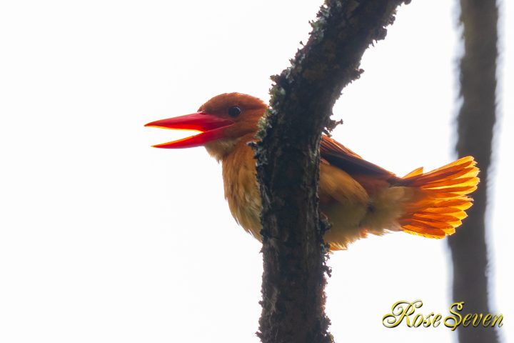 アカショウビン RuddyKingfisher