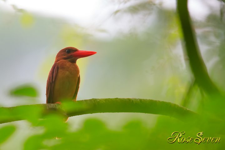 アカショウビン　Ruddy Kingfisher