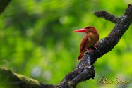 アカショウビン　Ruddy Kingfisher