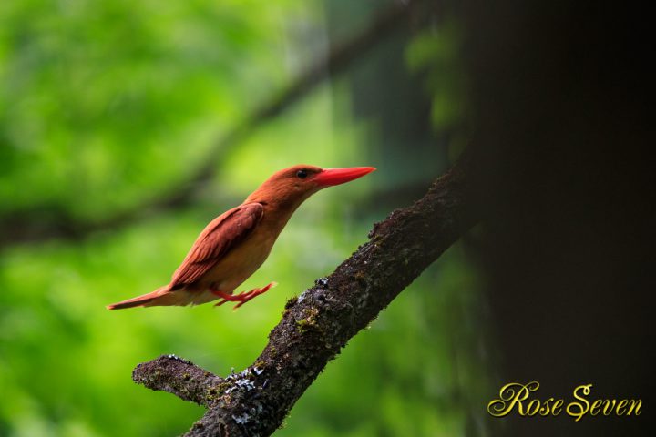 アカショウビン　Ruddy Kingfisher