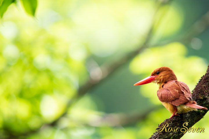 アカショウビン　Ruddy Kingfisher