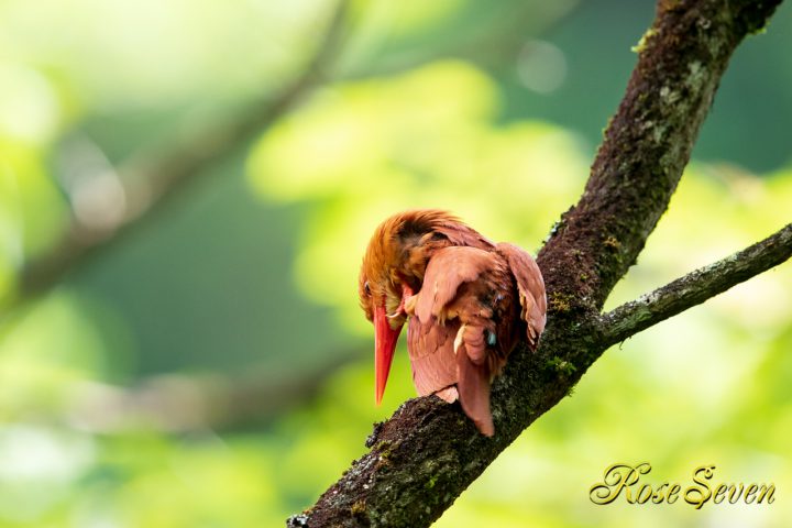 アカショウビン　羽繕い