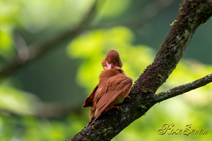 アカショウビン　羽繕い