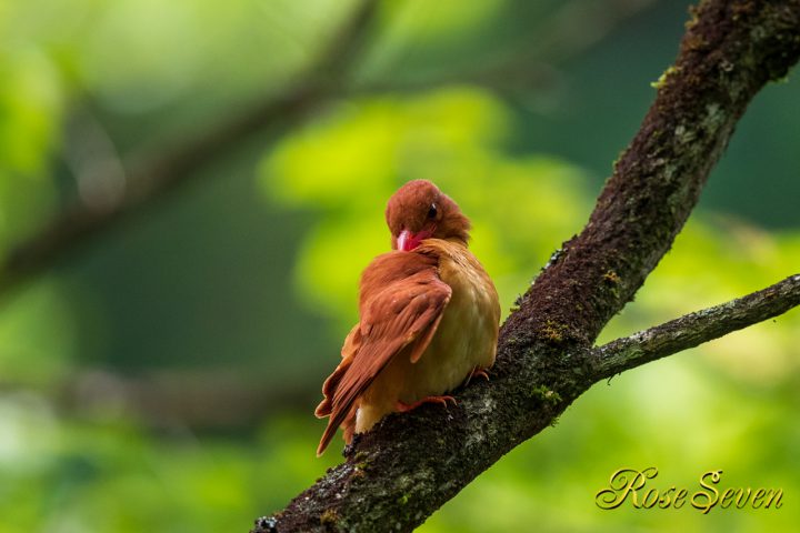 アカショウビン　羽繕い