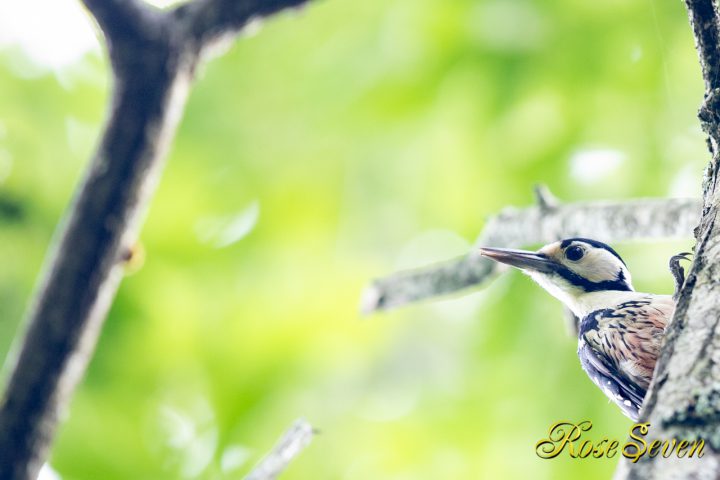 オオアカゲラ　若鳥　2019