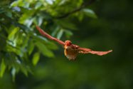 アカショウビン飛翔