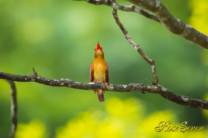 アカショウビン