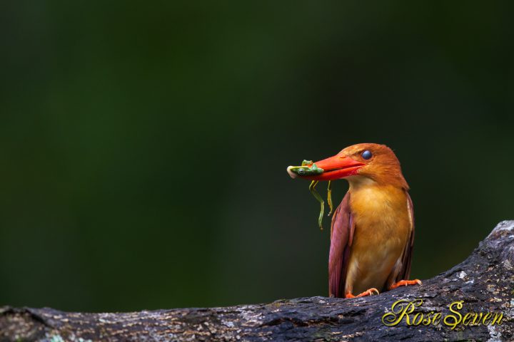 アカショウビン　モリアオガエル