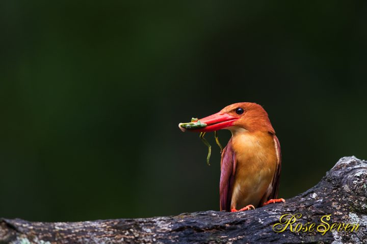 アカショウビン　モリアオガエル