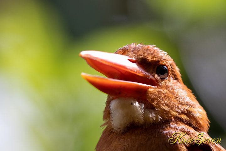 リュウキュウアカショウビン