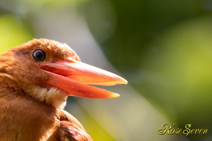 リュウキュウアカショウビン