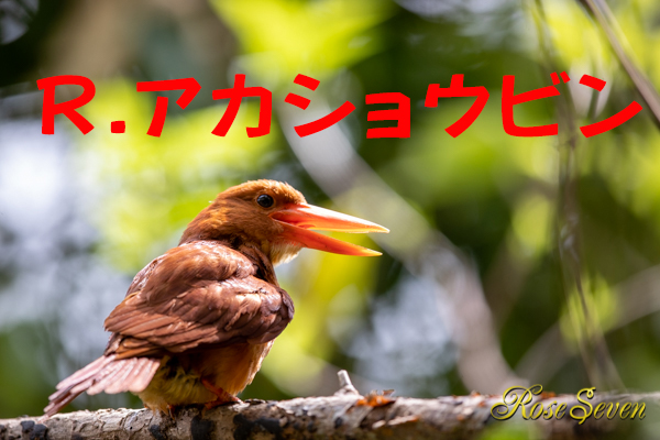 リュウキュウアカショウビン