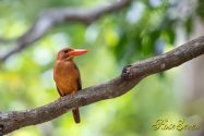 リュウキュウアカショウビン