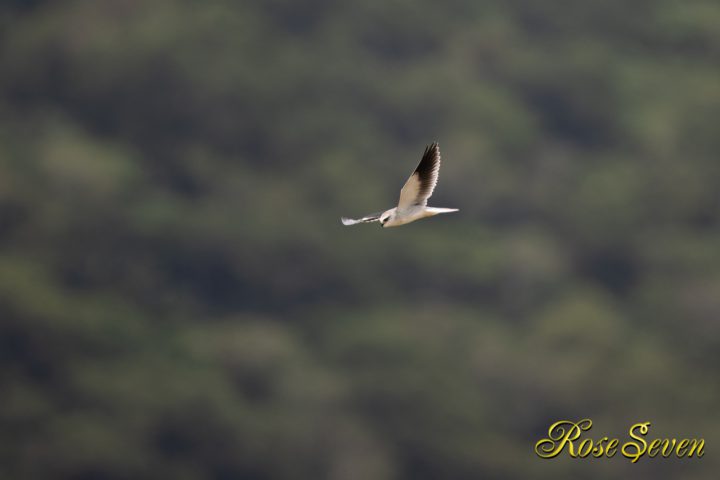 カタグロトビ Black-winged kite