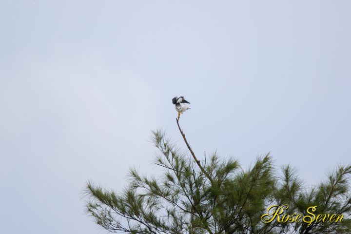 カタグロトビ Black-winged kite
