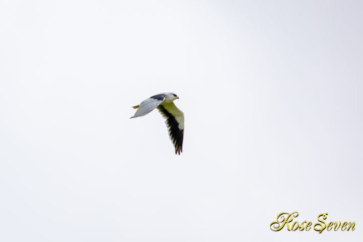 カタグロトビ Black-winged kite