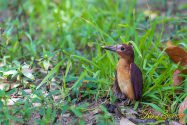 リュウキュウアカショウビン　巣立ち雛