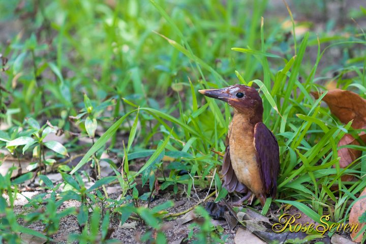 リュウキュウアカショウビン　巣立ち雛