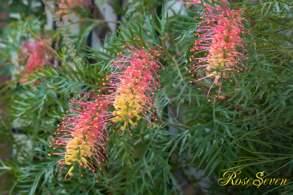 グレビレア (Grevillea)