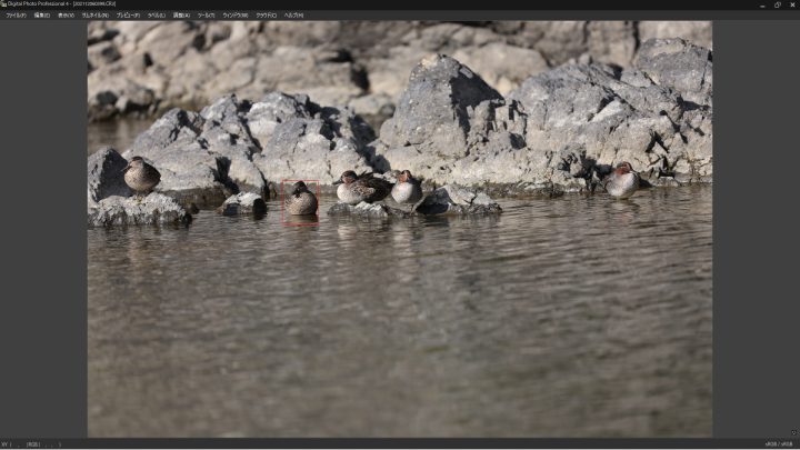 EOS R3 野鳥の瞳認識EOS R3 野鳥の瞳認識